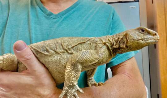 Favorite Exotic Animal Photos