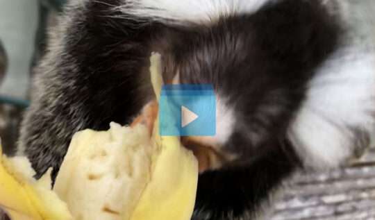 Favorite Exotic Animal Videos