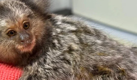 Baby Marmoset Monkey Encounter